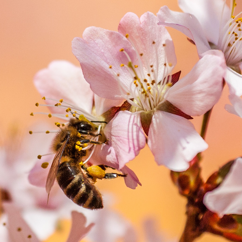 Bee-ing the Buzz with World Bee Day